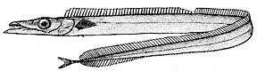 Benthodesmus simonyi_claves.jpg